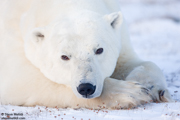 POLAR BEARS OF HUDSON BAY